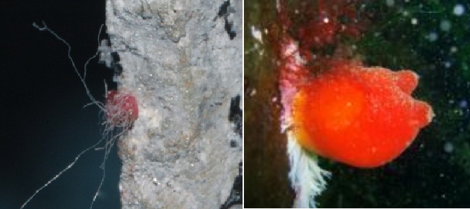 '1번' 어뢰 추진체 속에서 동해에서만 사는 붉은 멍게의 어린 성체가 발견됐다며 '오마이뉴스'가 공개한 사진(왼쪽)과 환경부 국립생물자원관에서 제공한 '붉은 멍게' 사진(오른쪽)