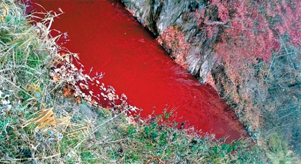 쌓아둔 돼지 사체에서 흘러나온 핏물로 붉게 변한 강물