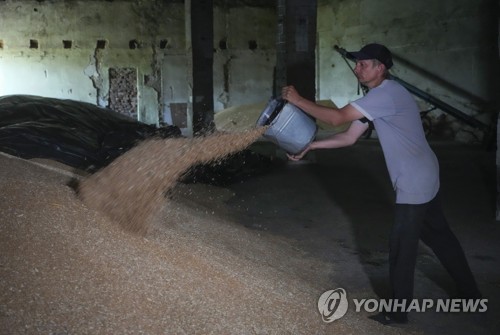잔뜩 쌓인 밀을 퍼내는 우크라이나 농부 [연합뉴스]