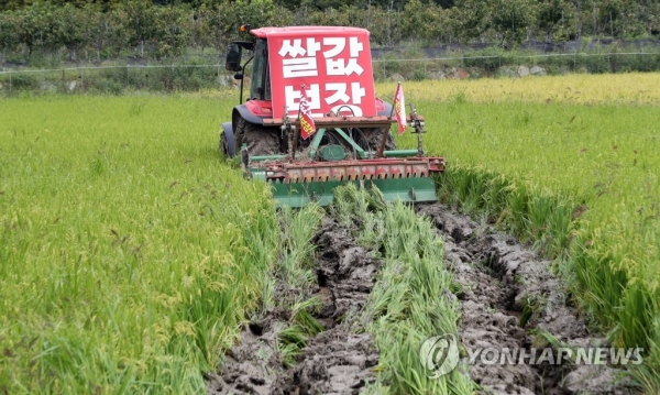 15일 오전 경남 함안군 가야읍 묘사리 한 논에서 농민이 농기계를 이용해 수확을 1개월여 앞둔 볏논을 갈아엎고 있다. [사진=연합뉴스]