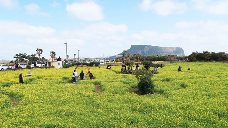 성산일출봉과 유채 꽃밭. [사진=연합뉴스]